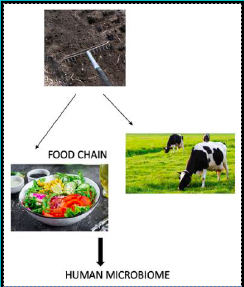 Antibiotic resistance: from soil to food chain | VistaMilk