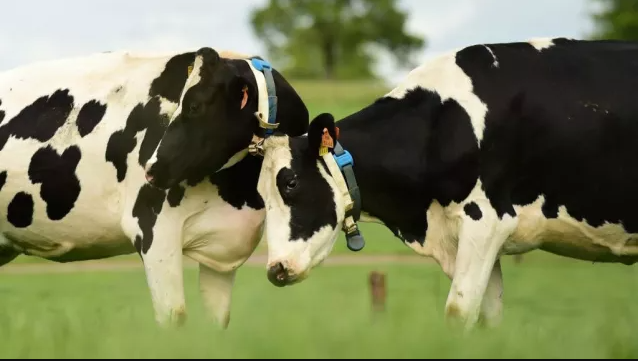 When Daisy met Duke: ‘Tinder for Cows’ | VistaMilk